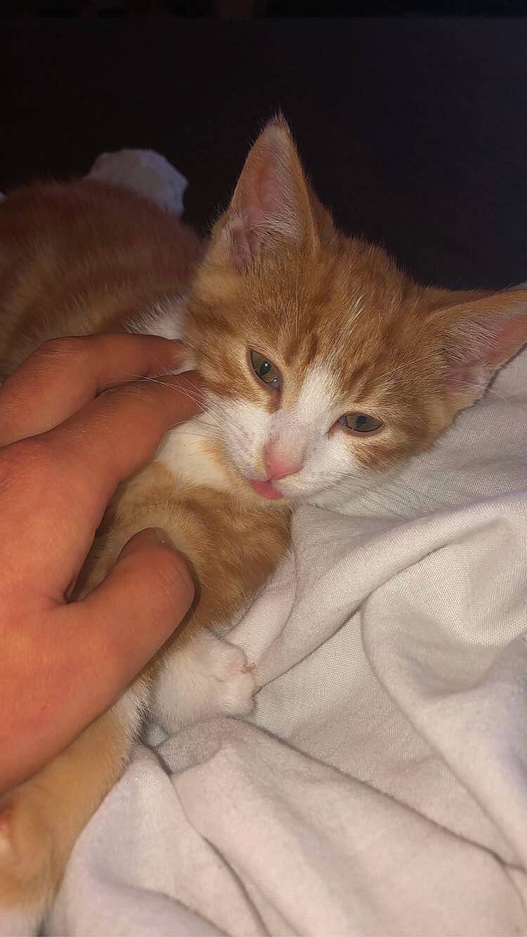 Finnley joined the competition — help win amazing prizes! bed, carnivore, cat, claw, comfort, domestic_short_haired_cat, ear, fawn, felidae, fur, gesture, nail, paw, sleep, small_to_medium_sized_cats, snout, tail, thumb, whiskers