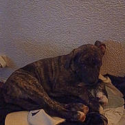 Boumbo participe au concours pour gagner de l'argent avec cette photo : animal, black, blanket, brindle, brown, companion, cozy, dog, fur, home, indoor, laying, paw, pet, pile_of_clothes, quiet, relaxed, resting, texture, wall