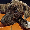 Boumbo participe au concours pour gagner de l'argent avec cette photo : animal, black, brindle, brown, close_up, cute, dog, domestic_animal, floor_tiles, fur, indoor, lying_down, paw, pet, portrait, puppy, resting, teracotta_floor, white, young_dog