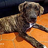 animal, black, brindle_coat, brown, canine, close_up, couch, cute, dog, domestic_animal, floor, home, indoor, looking_at_camera, lying_down, pet, puppy, tile_floor, white_paw, young_dog