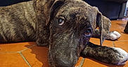 Boumbo participe au concours pour gagner de l'argent avec cette photo : animal, black, brindle_coat, brown, canine, close_up, couch, curious, dog, eyes, floor, indoor, lying_down, paw, pet, puppy, resting, terracotta_tiles, white_paw, young_dog