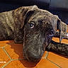 animal, black, brindle_coat, brown, canine, close_up, couch, curious, dog, eyes, floor, indoor, lying_down, paw, pet, puppy, resting, terracotta_tiles, white_paw, young_dog