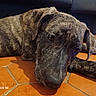 Boumbo participe au concours pour gagner de l'argent avec cette photo : animal, black, brindle, brown, canine, close_up, dog, domestic_animal, floor, fur, head, indoor, lying_down, paw, pet, portrait, relaxed, resting, tile_floor, white_paw