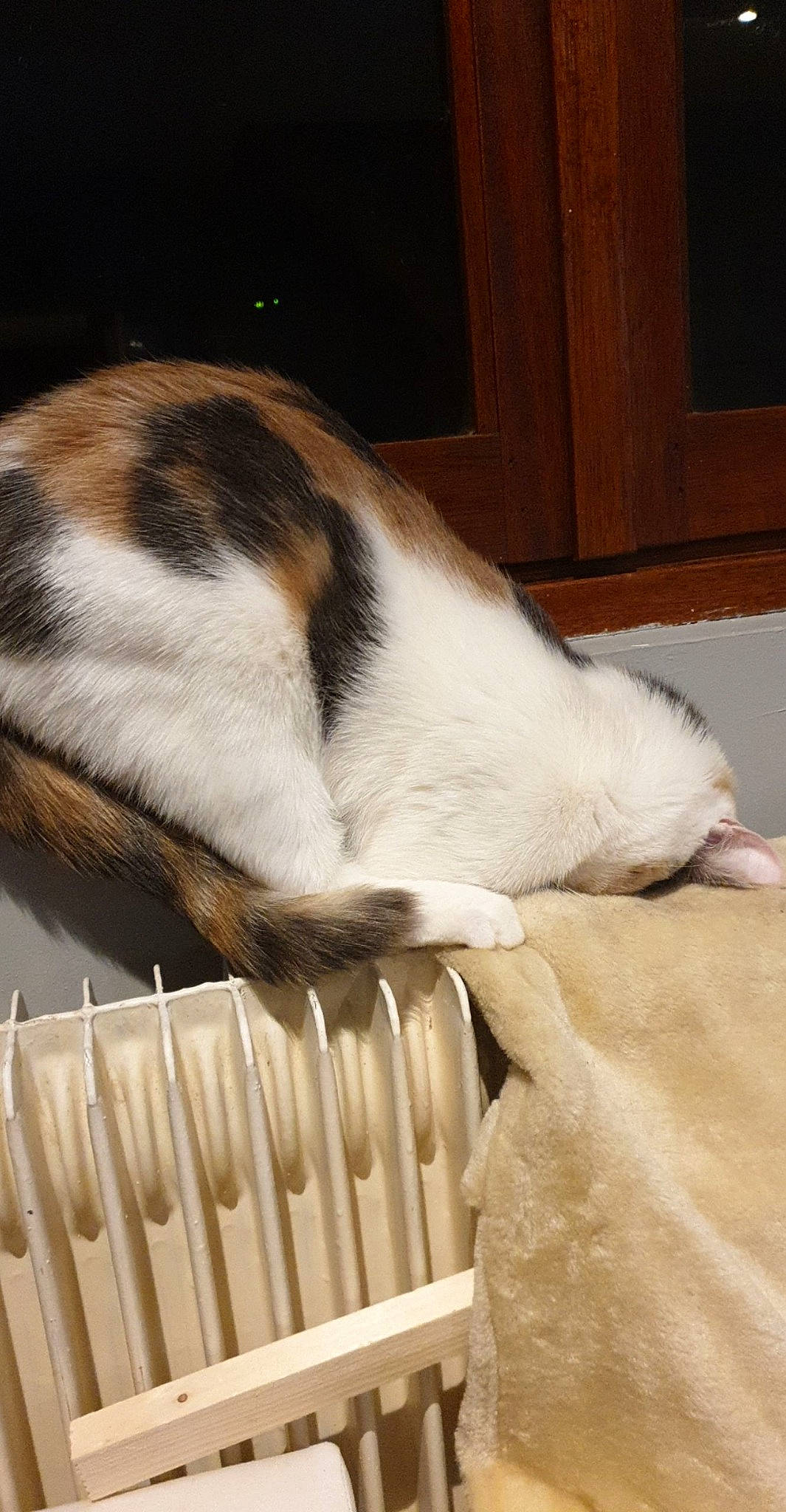 Canelle participe au concours pour gagner de l'argent avec cette photo : carnivore, cat, fawn, felidae, fur, nap, paw, small_to_medium_sized_cats, tail, whiskers