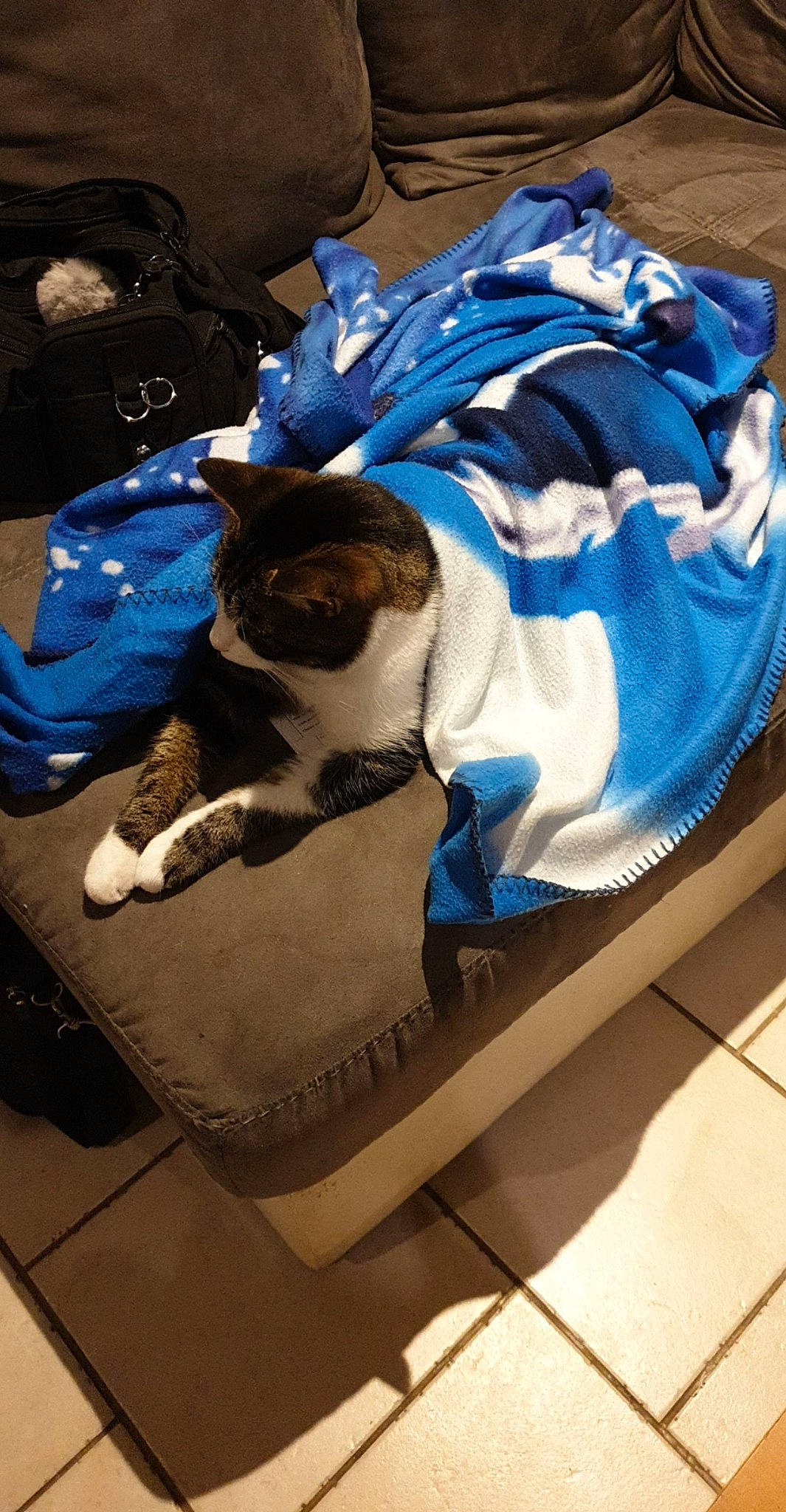 Granola a rejoint le concours — aidez-le/la à gagner de superbes lots ! carnivore, cat, felidae, small_to_medium_sized_cats, whiskers