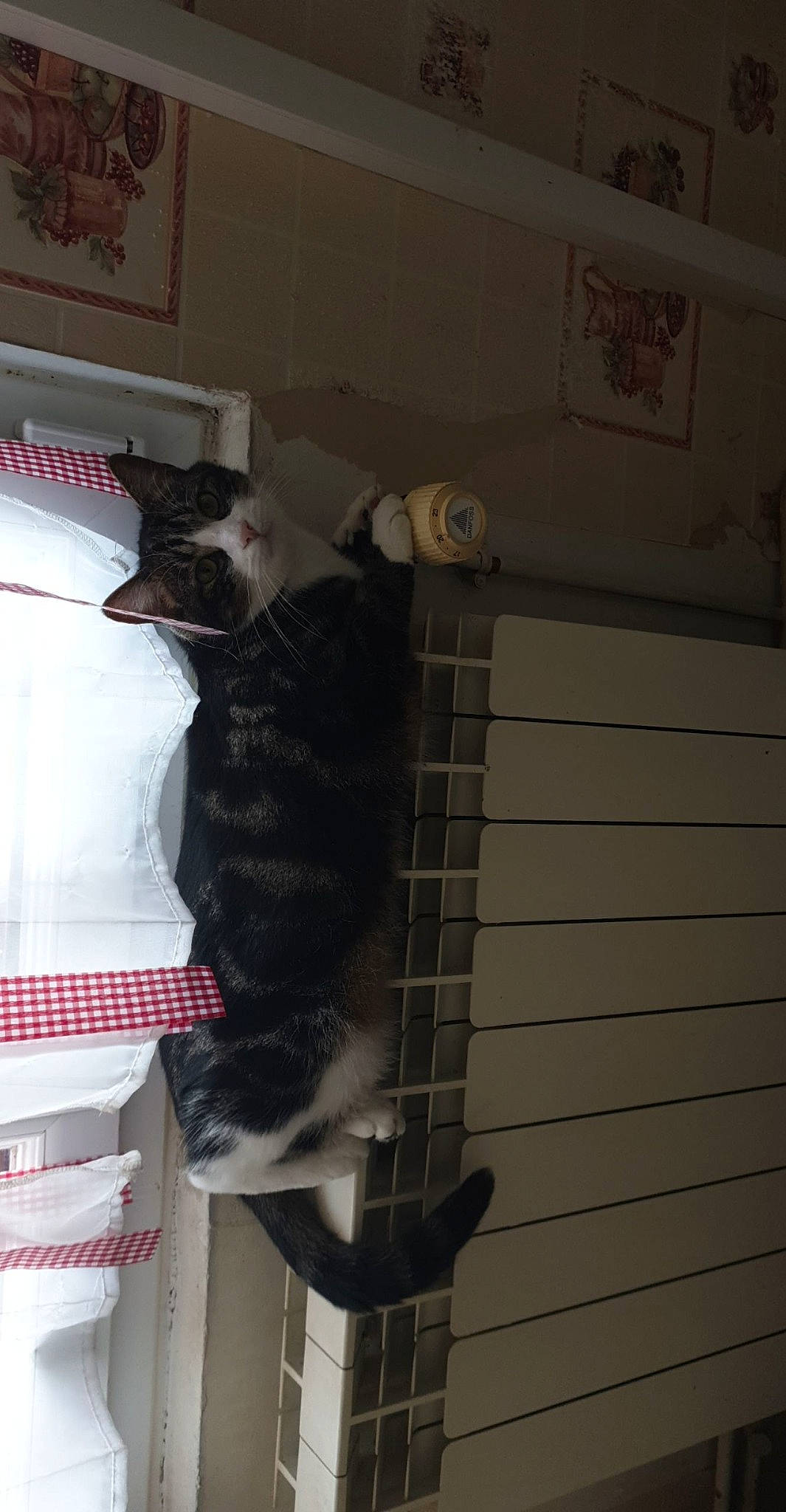 Granola a rejoint le concours — aidez-le/la à gagner de superbes lots ! animal_shelter, cat, felidae, small_to_medium_sized_cats, tail