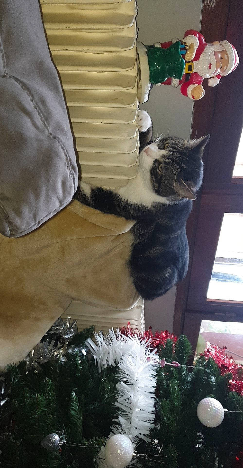 Granola participe au concours pour gagner de l'argent avec cette photo : canidae, carnivore, cat, christmas, christmas_decoration, christmas_tree, felidae, fur, small_to_medium_sized_cats, tail, tree, whiskers