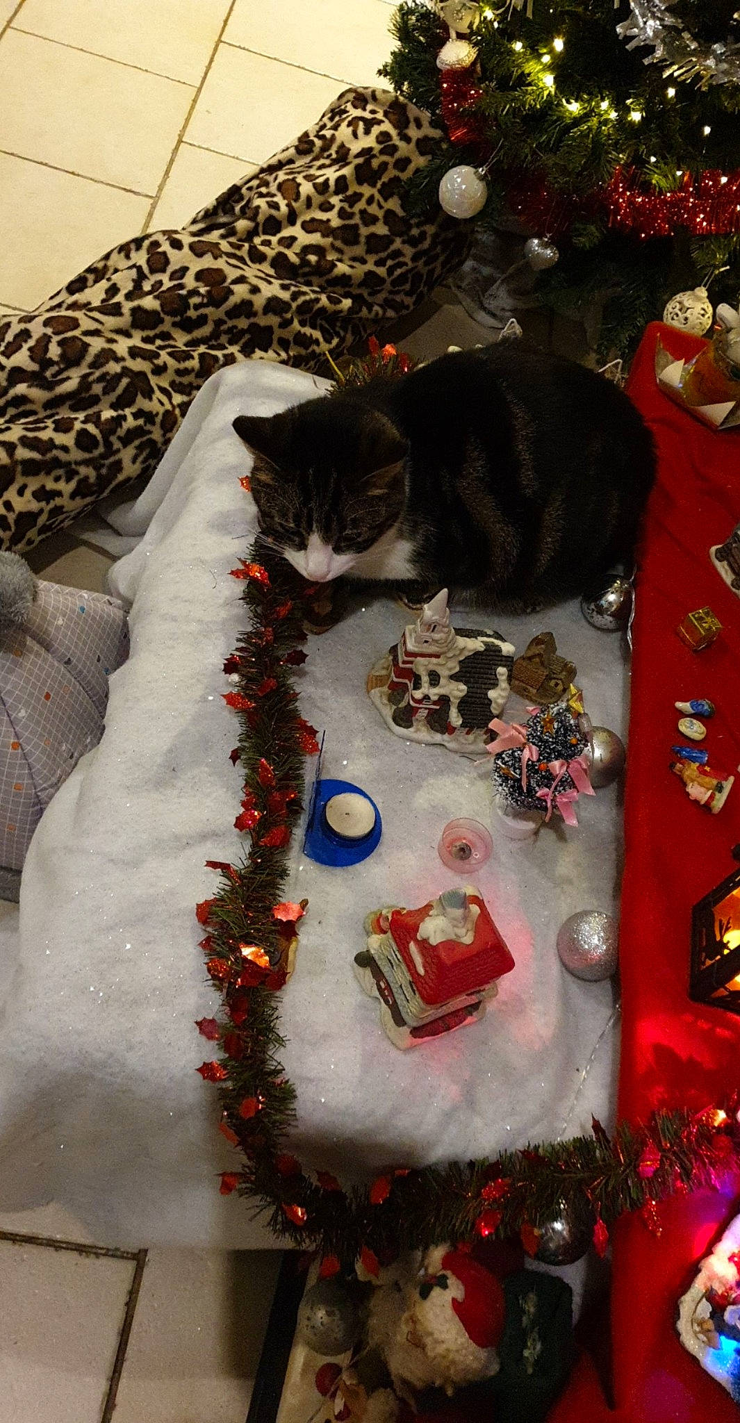 Granola a rejoint le concours — aidez-le/la à gagner de superbes lots ! carnivore, cat, christmas, christmas_decoration, christmas_eve, christmas_ornament, christmas_tree, event, felidae, holiday, interior_design, small_to_medium_sized_cats, tree