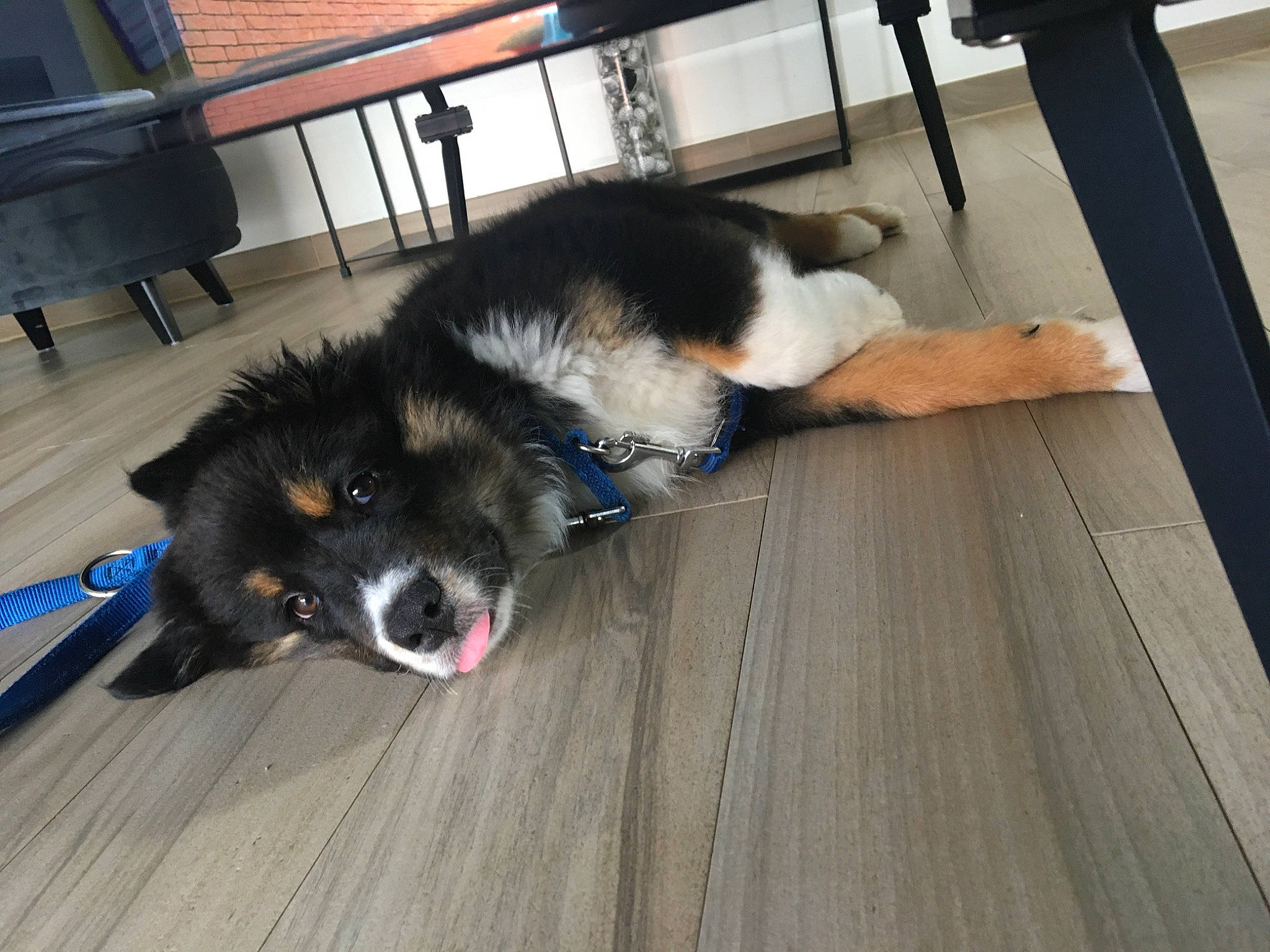 Radcliff participe au concours pour gagner de l'argent avec cette photo : australian_shepherd, bernese_mountain_dog, canidae, carnivore, companion_dog, dog, dog_breed, finnish_lapphund, floor, flooring, hardwood, mammal, puppy, sporting_group, vertebrate