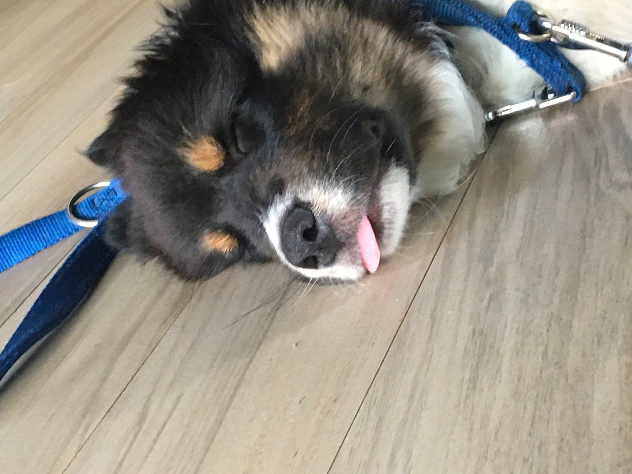 Radcliff a rejoint le concours — aidez-le/la à gagner de superbes lots ! canidae, carnivore, dog, dog_breed, finnish_lapphund, floor, mammal, puppy, snout, sporting_group, vertebrate