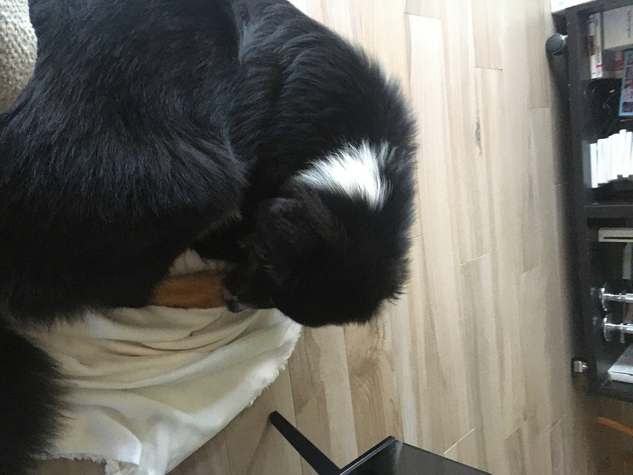 Radcliff a rejoint le concours — aidez-le/la à gagner de superbes lots ! black_hair, canidae, fur, hair, long_hair, sporting_group, tail