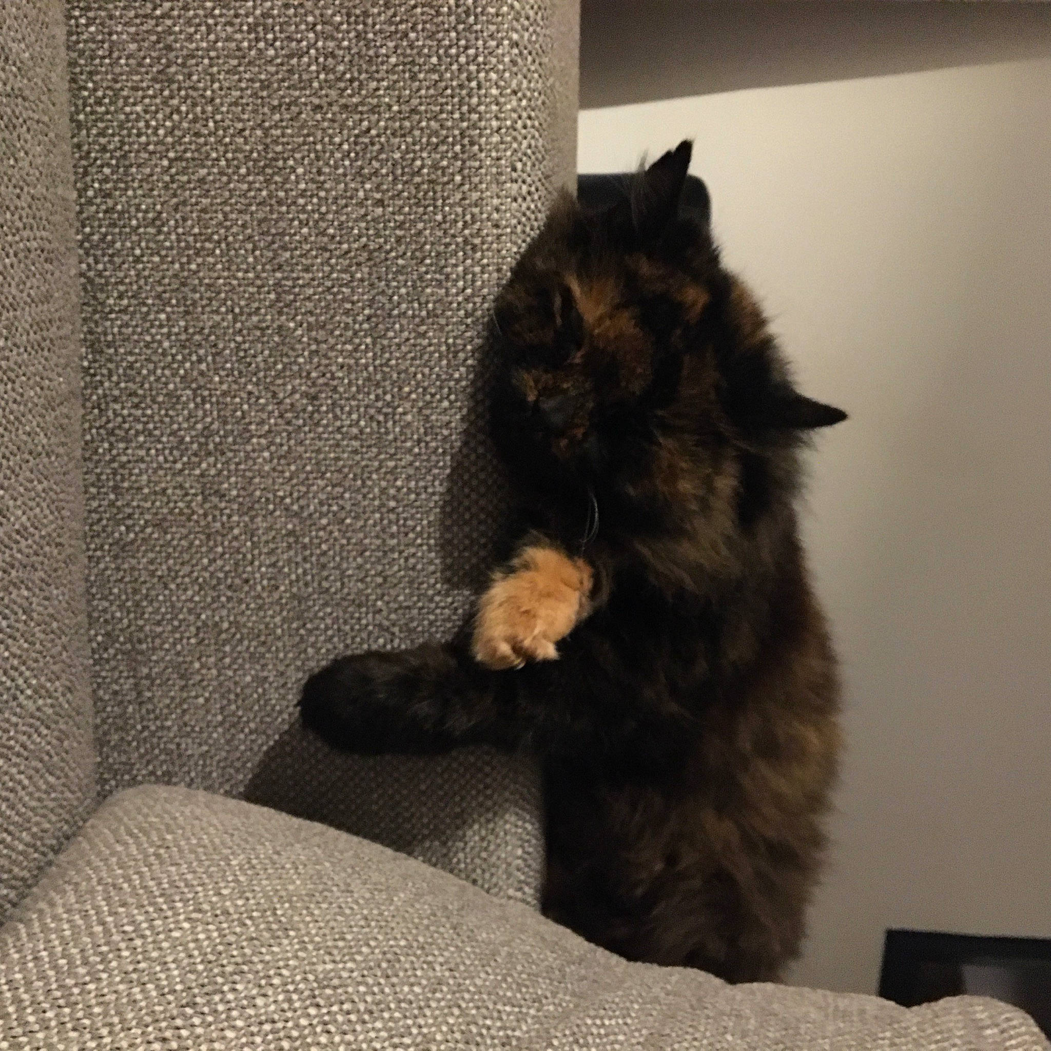 Geïsha participe au concours pour gagner de l'argent avec cette photo : black_cat, carnivore, cat, domestic_long_haired_cat, domestic_short_haired_cat, felidae, fur, kitten, maine_coon, mammal, paw, small_to_medium_sized_cats, tail, whiskers