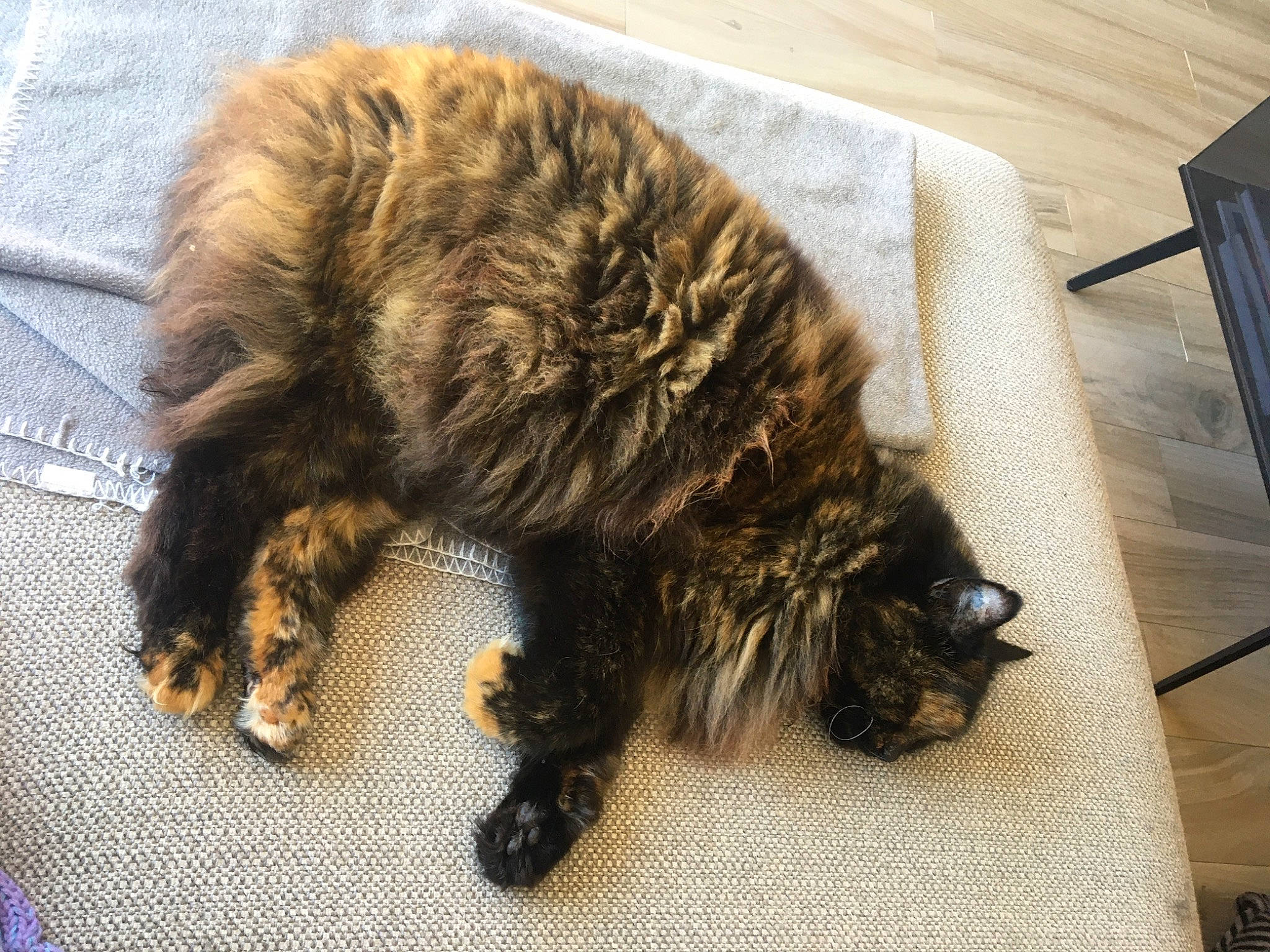 Geïsha participe au concours pour gagner de l'argent avec cette photo : canidae, carnivore, cat, domestic_long_haired_cat, fawn, felidae, fur, kurilian_bobtail, maine_coon, paw, small_to_medium_sized_cats, snout, sporting_group, tail, whiskers