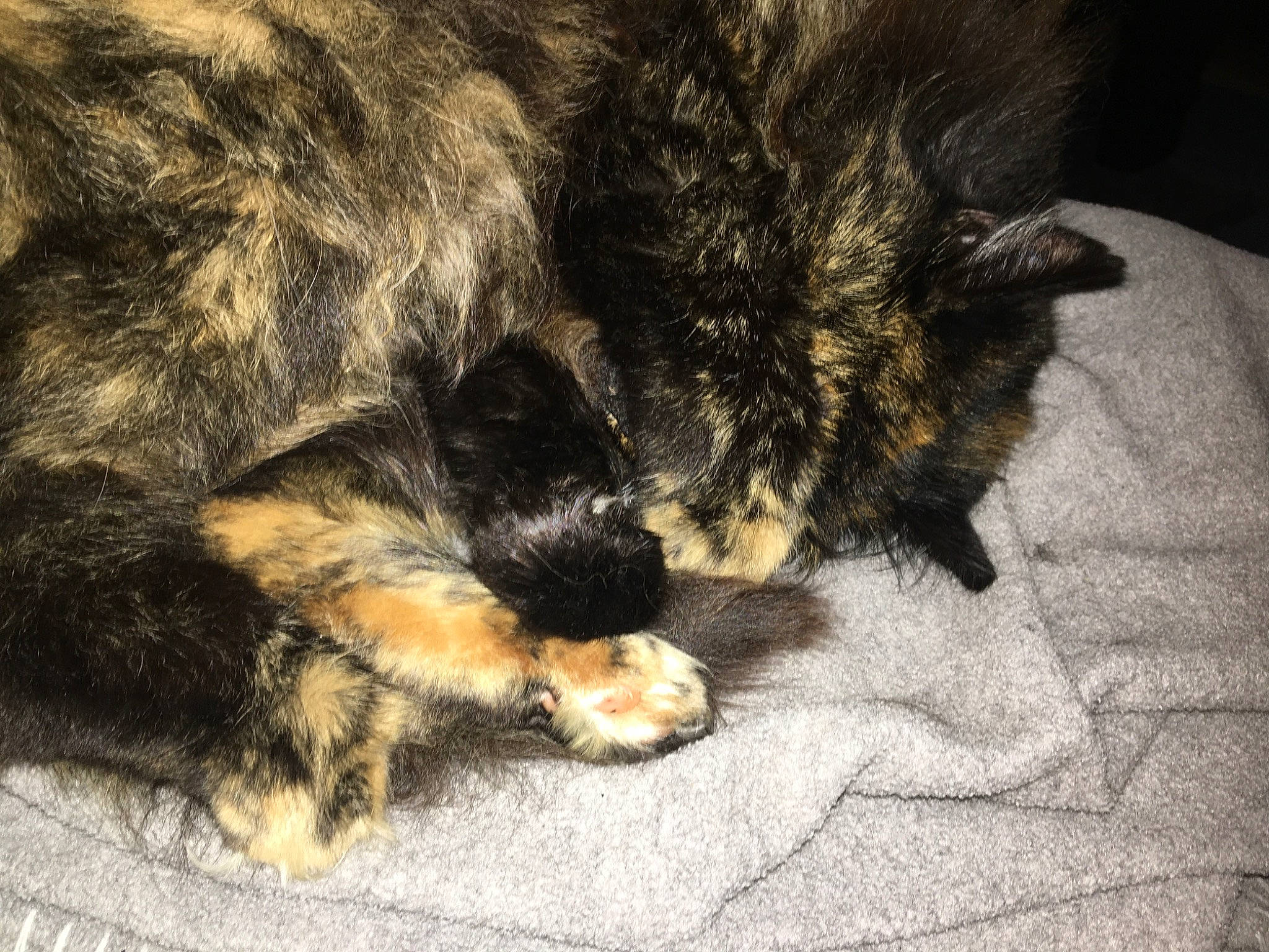 Geïsha a rejoint le concours — aidez-le/la à gagner de superbes lots ! canidae, carnivore, cat, claw, dog, dog_breed, ear, felidae, fur, mammal, nap, paw, puppy, sleep, small_to_medium_sized_cats, snout, sporting_group, tail, whiskers