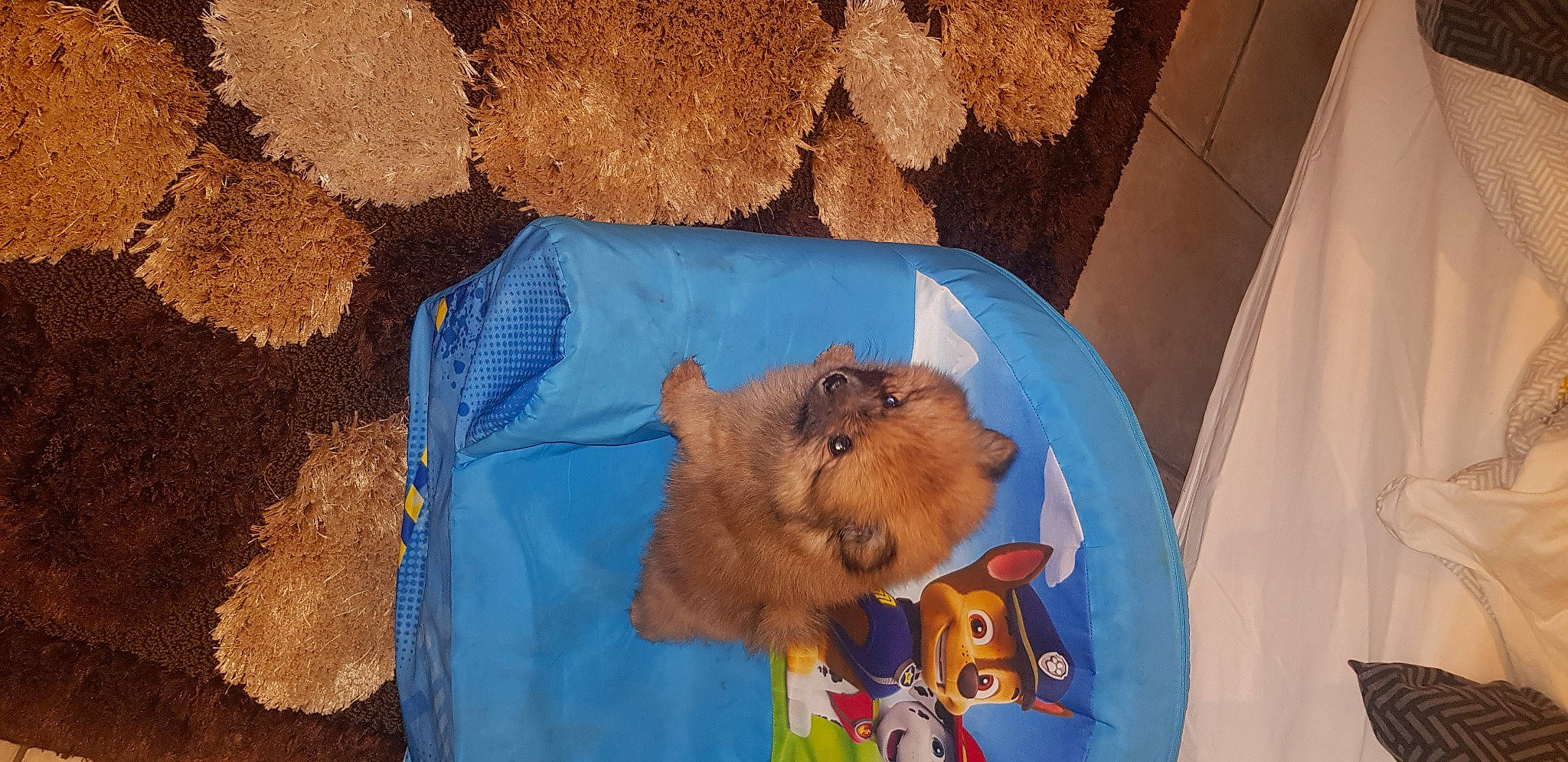 Cooki participe au concours pour gagner de l'argent avec cette photo : art, canidae, carnivore, dog_breed, electric_blue, eye, fawn, felidae, fur, orange, small_to_medium_sized_cats, snout, soil, sporting_group, stuffed_toy, teddy_bear, textile, toy, visual_arts, whiskers