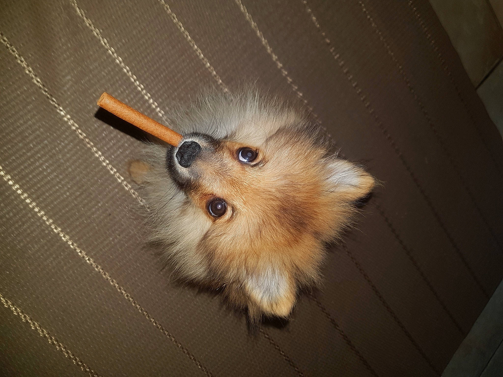 Cooki participe au concours pour gagner de l'argent avec cette photo : canidae, carnivore, companion_dog, dog, dog_breed, fashion_accessory, fawn, felidae, flooring, fur, hardwood, insect, plant, small_to_medium_sized_cats, snout, sporting_group, tail, toy_dog, whiskers, wood