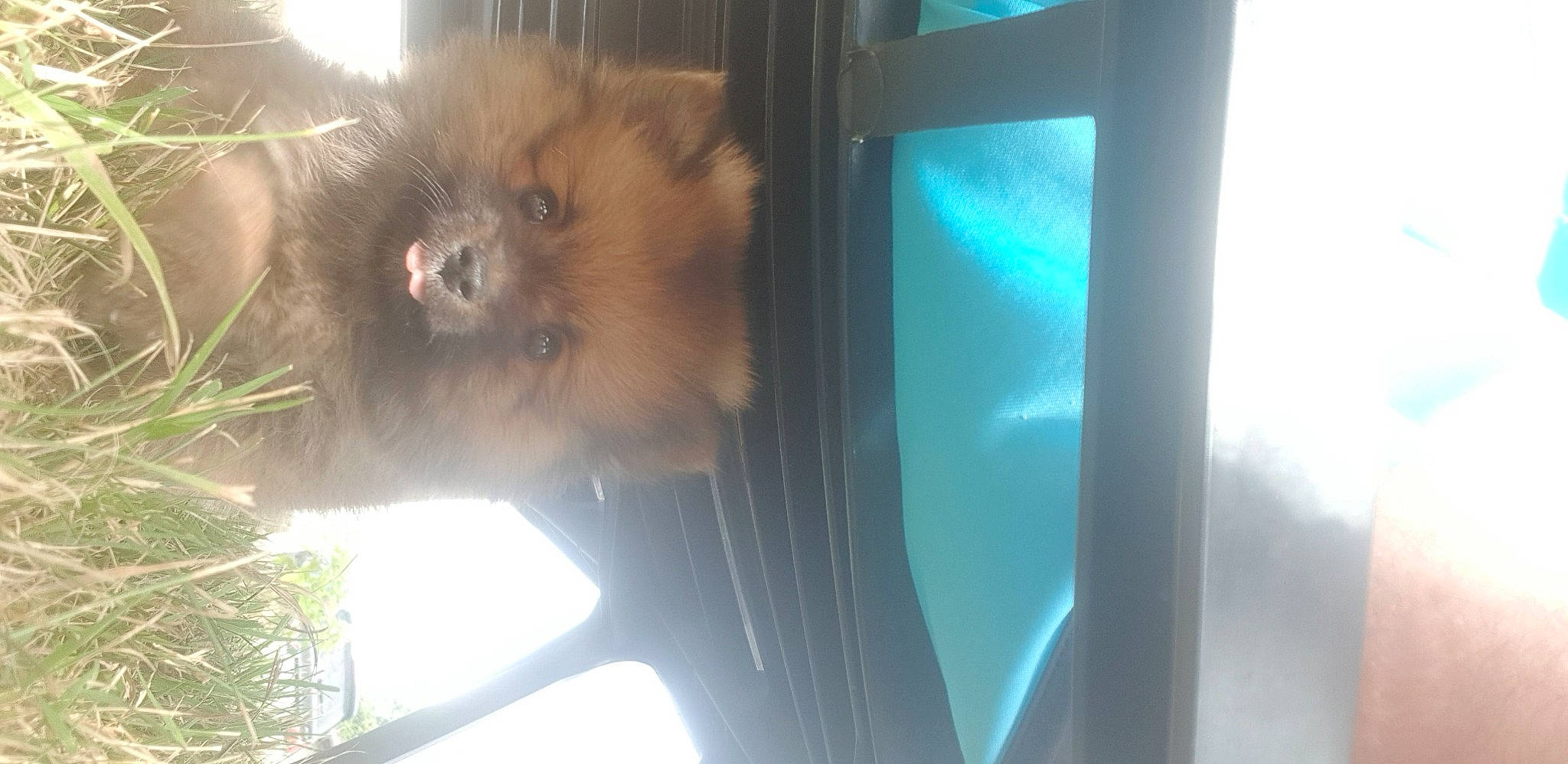 Cooki a rejoint le concours — aidez-le/la à gagner de superbes lots ! carnivore, electric_blue, fawn, felidae, fur, glass, macaque, marsupial, rodent, small_to_medium_sized_cats, snout, spitz, tail, terrestrial_animal, tints_and_shades, vehicle_door, whiskers, wildlife, window, wood