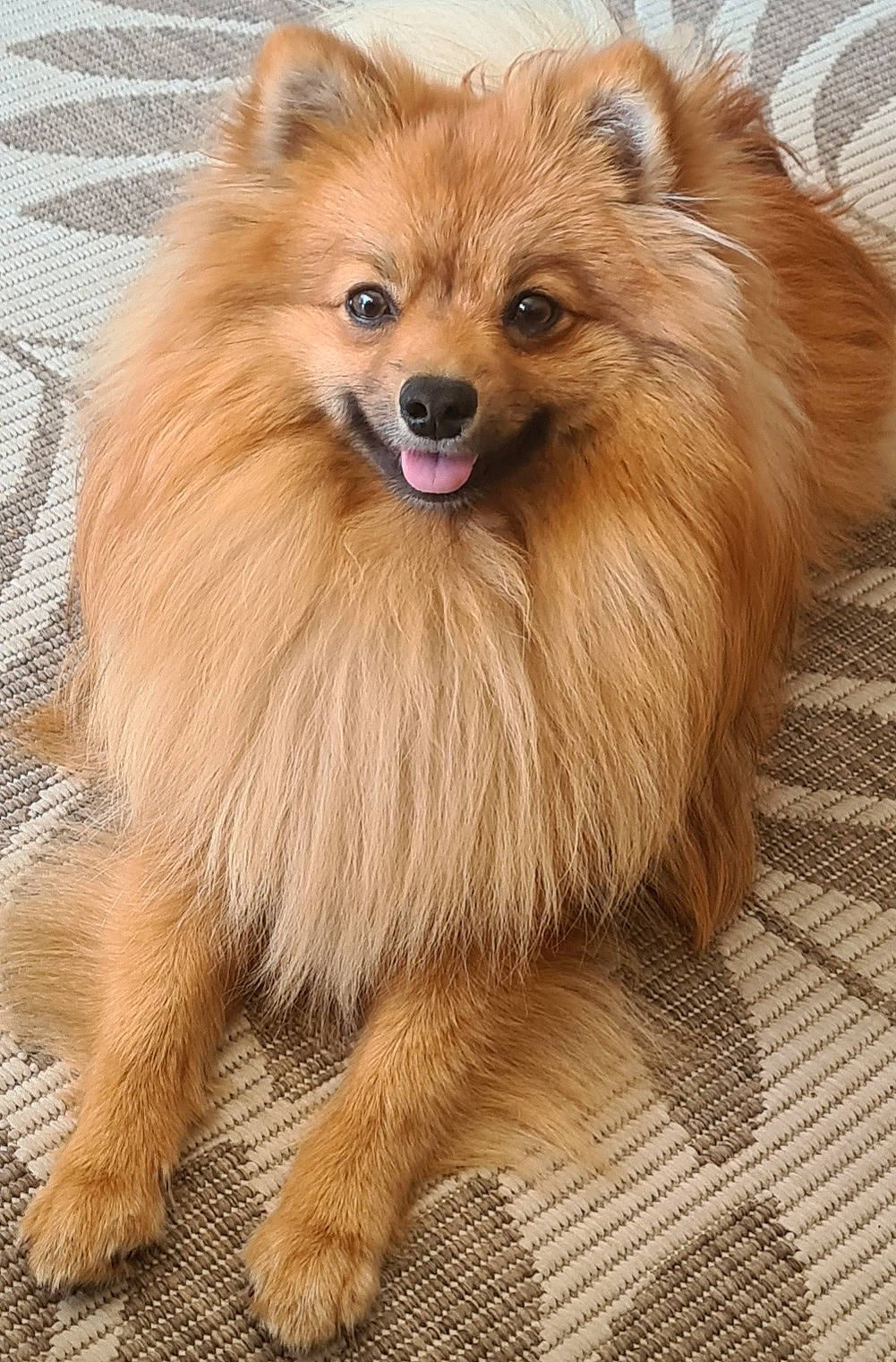 Cooki participe au concours pour gagner de l'argent avec cette photo : canidae, carnivore, companion_dog, dog, dog_breed, dog_supply, fawn, fur, german_spitz, german_spitz_klein, liver, pet_supply, plant, smile, snout, spitz, sporting_group, whiskers, wildlife, working_animal