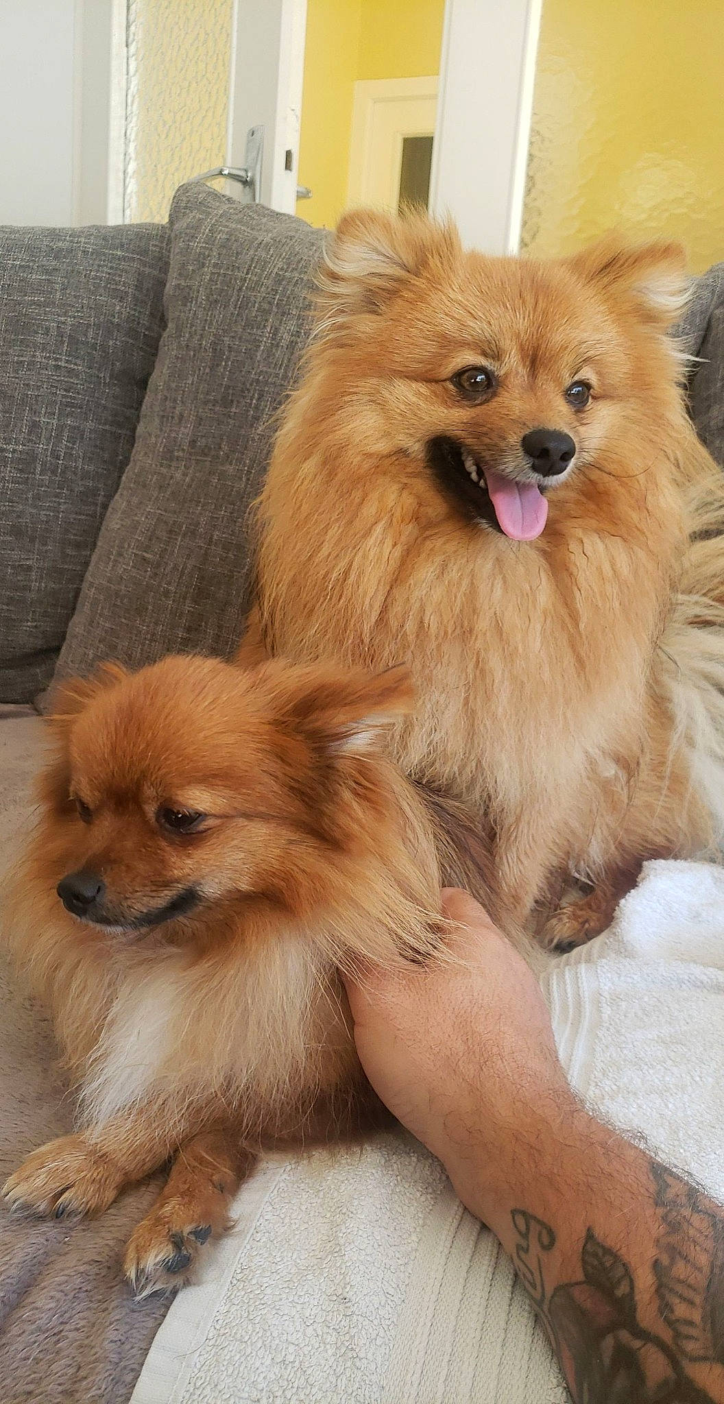 Cooki a rejoint le concours — aidez-le/la à gagner de superbes lots ! canidae, carnivore, companion_dog, couch, dog, dog_breed, dog_supply, fawn, fur, german_spitz, german_spitz_klein, liver, snout, spitz, sporting_group, terrestrial_animal, toy_dog, volpino_italiano, whiskers, working_animal