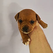 Aya participe au concours pour gagner de l'argent avec cette photo : puppy, dog, brown, cute, animal, pet, hand, closeup, portrait, young, small, fur, whiskers, nose, ears, claws, domestic_animal, mammal, friendly, background