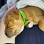 animal, blanket, brown, closeup, collar, cozy, cute, dog, domestic_animal, fur, human_arm, indoor, nap, paw, pet, puppy, relaxation, resting, sleeping, young_dog