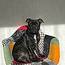 animal, black_dog, calm, canine, colorful, dog, domestic_animal, furniture, home, indoor, looking_at_camera, patchwork_chair, patterned, pet, portrait, quiet, seat, shadow, sitting, sunlight