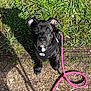 animal, black_dog, canine, cute, daytime, dog, grass, gravel, harness, leash, looking_up, nature, outdoor, pet, playful, puppy, small_dog, sunlight, walking, young_dog