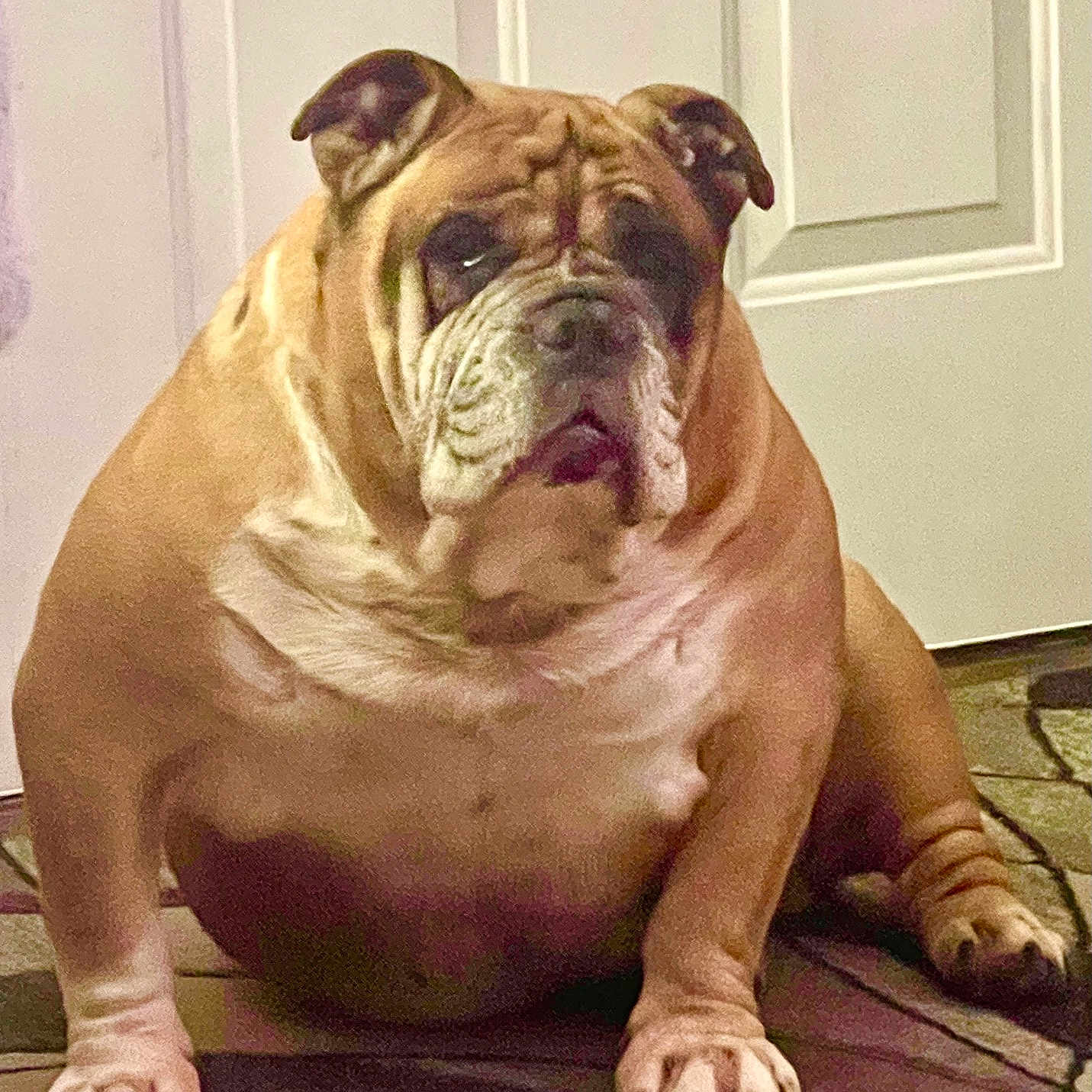 Rocky is registered to the contest to win money with this photo: animal, brown, bulldog, carpet, companion, cute, dog, face, floor, fur, home, indoor, looking, mammal, paw, pet, portrait, sitting, white_door, wrinkles