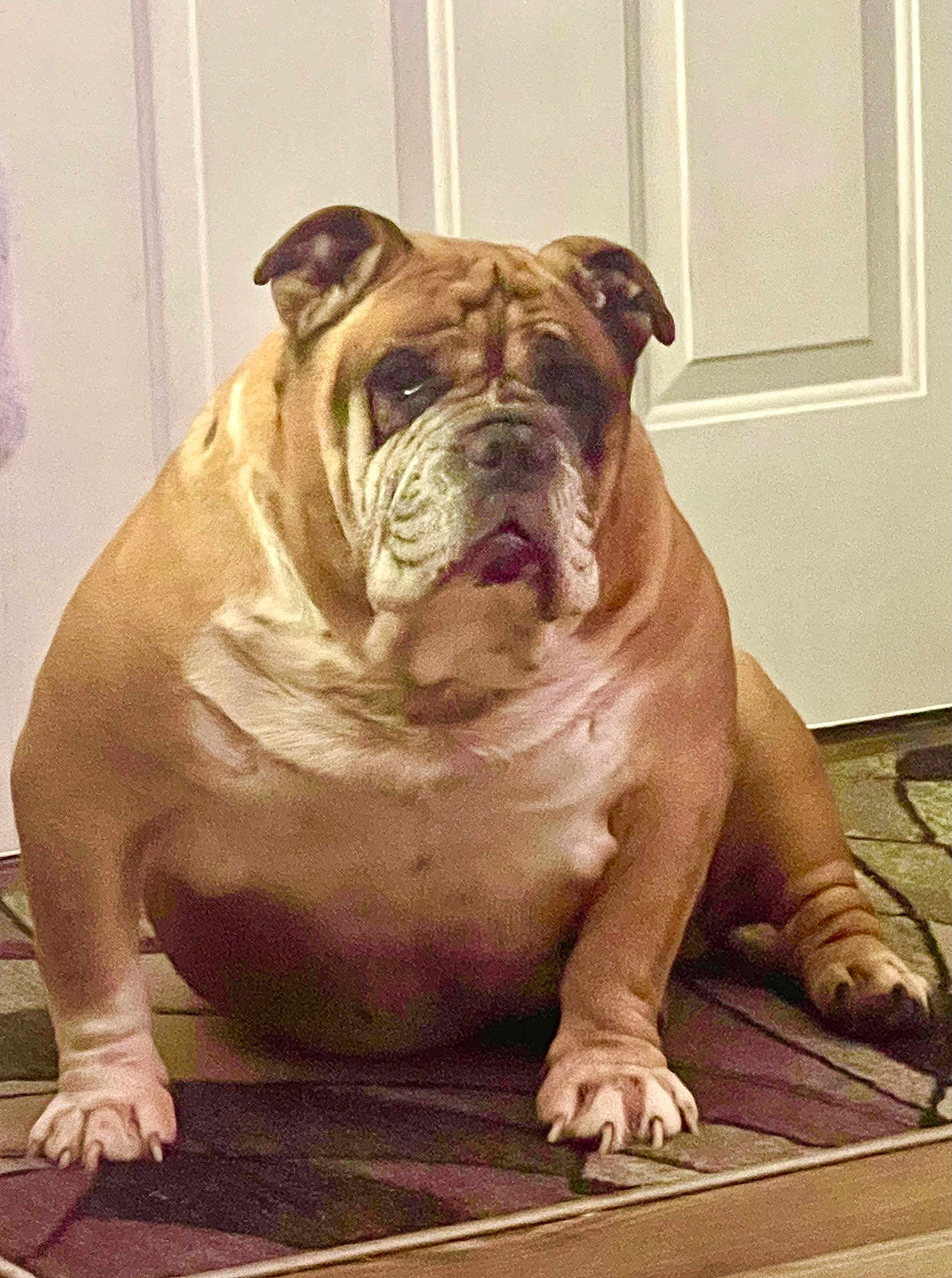 Rocky is registered to the contest to win money with this photo: bulldog, dog, pet, indoor, carpet, brown, white_door, sitting, animal, mammal, face, paw, fur, portrait, floor, home, companion, cute, wrinkles, looking