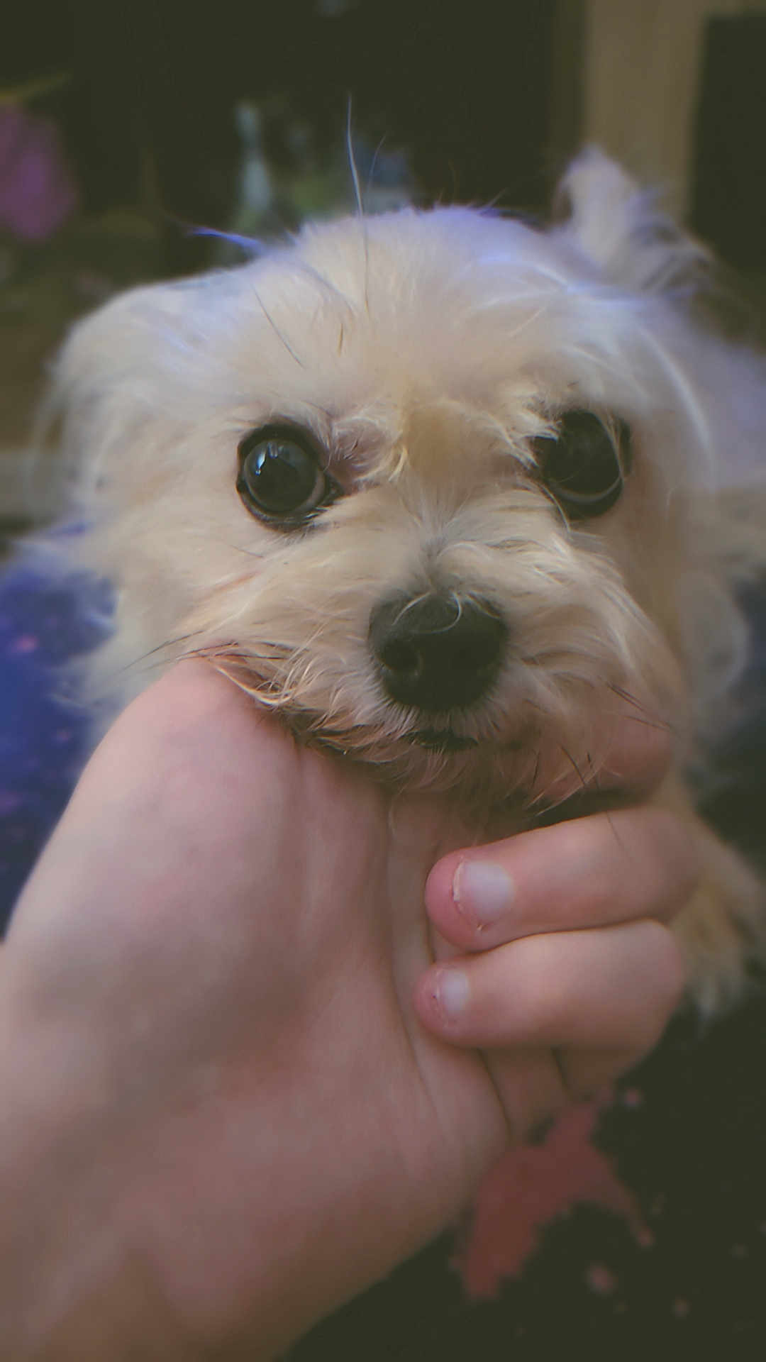 Sophia joined the competition — help win amazing prizes! dog, small_dog, fluffy, close_up, hand, pet, animal, cute, eyes, fur, indoors, affection, portrait, gentle, soft_focus, mammal, domestic_animal, companionship, face, whiskers