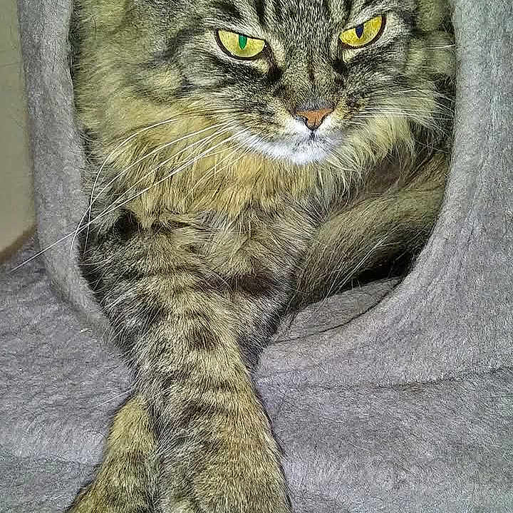 Tootsie