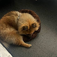 Miklo is registered to the contest to win money with this photo: animal, bed, brown, canine, collar, companionship, cozy, cute, dog, domestic, floor, fluffy, fur, indoor, peaceful, pet, quiet, relaxation, resting, sleeping