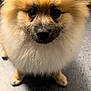 Miklo joined the competition — help win amazing prizes! adorable, animal, black_nose, brown, canine, close_up, companion, cute, dog, ears, floor, fluffy, fur, indoors, looking_up, pet, pomeranian, portrait, small_dog, whiskers
