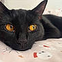 black_cat, cat, close_up, eyes, golden_eyes, pet, animal, feline, whiskers, lying_down, blanket, pattern, halloween, indoor, relaxed, curious, face, fur, nose, ears