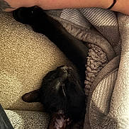 Scotty is registered to the contest to win money with this photo: black_cat, sleeping_cat, cat_paw, blanket, cozy, tattoo, arm, couch, indoor, resting, pet, feline, fur, soft_texture, relaxation, close_up, nap, comfort, domestic_cat, warm