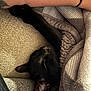 black_cat, sleeping_cat, cat_paw, blanket, cozy, tattoo, arm, couch, indoor, resting, pet, feline, fur, soft_texture, relaxation, close_up, nap, comfort, domestic_cat, warm