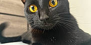 Scotty joined the competition — help win amazing prizes! cat, black_cat, close_up, golden_eyes, whiskers, fur, pet, animal, portrait, indoor, cute, feline, alert, face, nose, ears, laying_down, curious, sharp_focus, background_blur