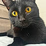 cat, black_cat, close_up, golden_eyes, whiskers, fur, pet, animal, portrait, indoor, cute, feline, alert, face, nose, ears, laying_down, curious, sharp_focus, background_blur