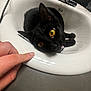 cat, black_cat, sink, bathroom, yellow_eyes, pet, animal, curious, domestic_cat, fur, whiskers, human_hand, finger, white_sink, indoor, close_up, cute, playful, resting, curled_up