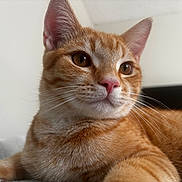 Koda joined the competition — help win amazing prizes! cat, orange_tabby, pet, feline, whiskers, close_up, fur, animal, indoor, relaxed, cute, ears, nose, portrait, sleepy, paw, domestic_cat, mammal, face, laying