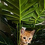 animal, cat, closeup, curious, cute, domestic_animal, ears, eyes, foliage, green_leaves, indoor, kitten, leaf, nature, orange_cat, pet, plants, stem, whiskers, young_cat
