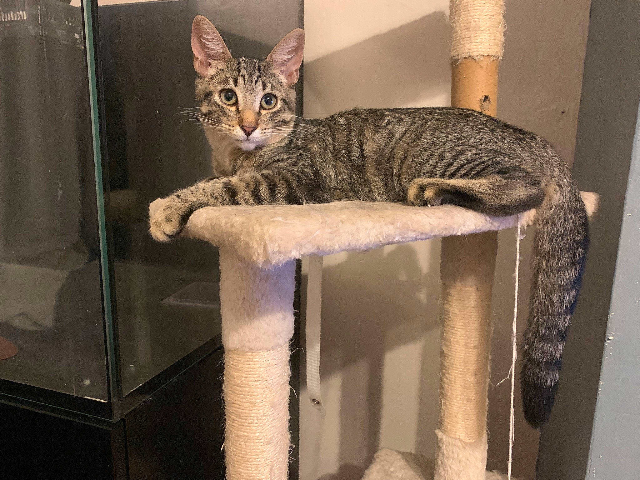 Dobby is registered to the contest to win money with this photo: carnivore, cat, cat_bed, cat_furniture, cat_supply, comfort, domestic_short_haired_cat, felidae, fur, pet_supply, room, shelf, small_to_medium_sized_cats, table, tail, terrestrial_animal, whiskers, wood