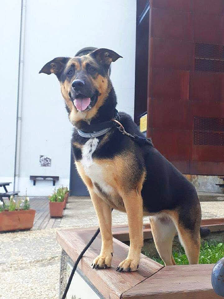 Tache a rejoint le concours — aidez-le/la à gagner de superbes lots ! canidae, carnivore, collar, companion_dog, dog, dog_breed, dog_collar, door, fawn, flowerpot, guard_dog, herding_dog, houseplant, pet_supply, plant, sporting_group, tail, window, working_animal, working_dog