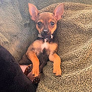 Alma participe au concours pour gagner de l'argent avec cette photo : blanket, brown_dog, canine, collar, comfort, cozy, cute, dog, ears, fur, indoor, looking_at_camera, lying_down, paw, pet, puppy, relaxed, small_dog, snout, texture