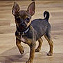 puppy, dog, small_dog, brown_fur, black_fur, indoor, wooden_floor, pet, collar, cute, alert, standing, young_dog, ears_up, tail_curl, animal, canine, domestic_animal, looking_at_camera, four_legs