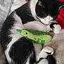 Mister is registered to the contest to win money with this photo: cat, black_and_white_cat, sleeping_cat, curled_tail, paws, whiskers, stuffed_toy, sloth_plush, green_pea_toy, toy_pea, blanket, red_and_white_blanket, beige_bedspread, bedding, fur, nap, cozy, indoor, pet, closeup