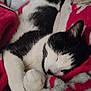 cat, sleeping_cat, black_and_white, blanket, paw, whiskers, cozy, indoor, pet, closeup, nap, fur, ear, bedding, resting, domestic_cat, feline, portrait, soft_texture, relaxation