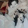 cat, cat_paws, sleeping_cat, black_and_white, blanket, bed, cozy, whiskers, paw_pads, close_up, indoor, pet, human_hand, relaxed, nap, fur, soft_texture, bedding, headboard, portrait