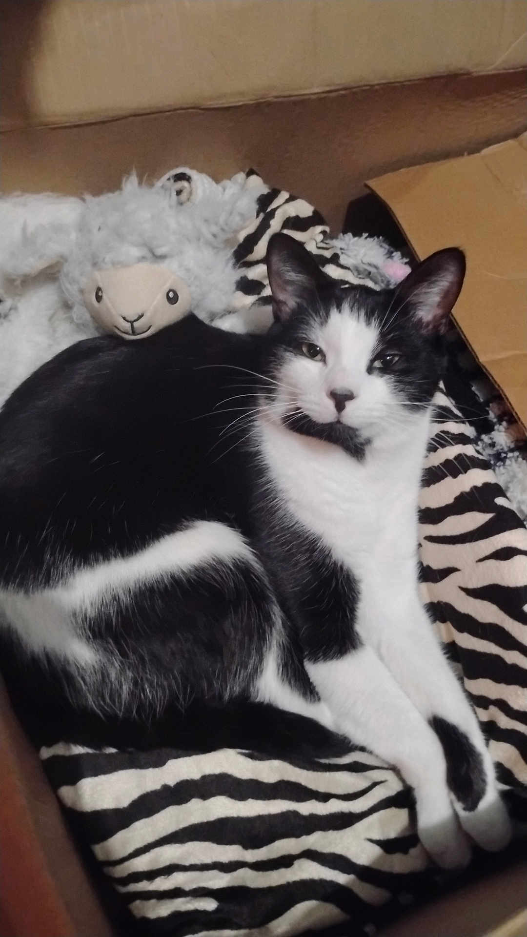Mister is registered to the contest to win money with this photo: cat, black_and_white_cat, feline, pet, stuffed_animal, plush_toy, sheep_toy, zebra_pattern, blanket, box, cardboard_box, whiskers, paw, lounging, cozy, indoor, bedding, looking_at_camera, portrait, close_up