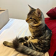 Zorro is registered to the contest to win money with this photo: cat, tabby, pet, animal, feline, bed, blanket, white_sheet, red_blanket, indoor, fur, tail, ears, whiskers, cute, sitting, side_view, domestic_cat, striped, cozy
